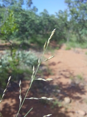 Eragrostis rigidior