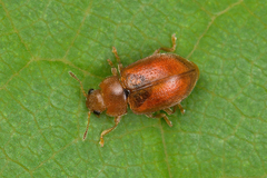 Coccidula rufa