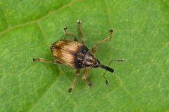 Nanophyes