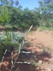Eragrostis rigidior