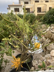 Citrus medica sarcodactylis