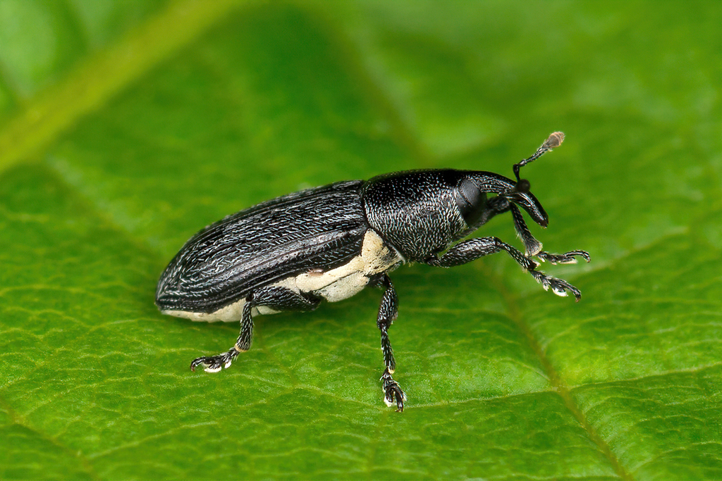 Limnobaris dolorosa