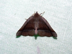 Stenaspilatodes antidiscaria