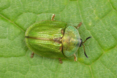 Cassida stigmatica