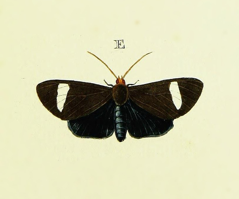 Uranophora circe