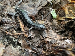 Plethodon kentucki