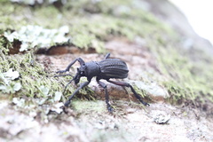 Aegorhinus suturalis