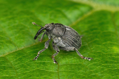 Glocianus