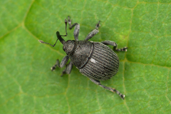 Glocianus