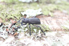 Aegorhinus suturalis