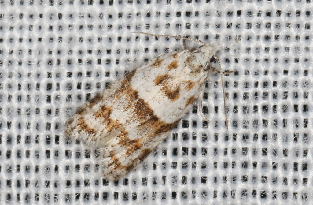 Proselena