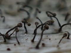 Chaenotheca xyloxena