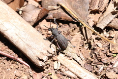 Aegorhinus suturalis