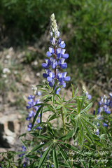 Lupinus kingii