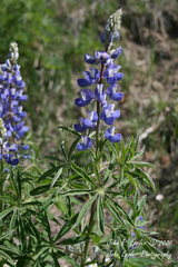 Lupinus kingii