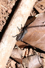 Aegorhinus suturalis
