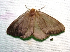 Lambdina pellucidaria