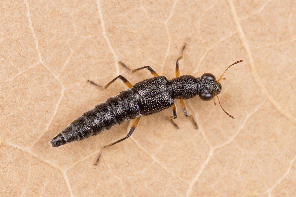 Stenus cicindeloides