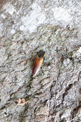 Semiotus luteipennis
