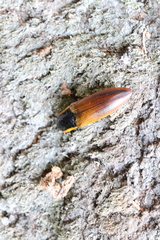 Semiotus luteipennis