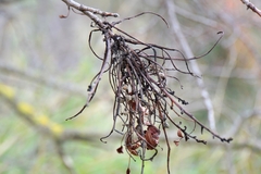 Aceria pistaciae