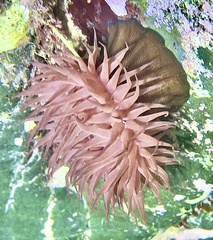 Actinia striata