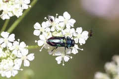 Bilyaxia concinna