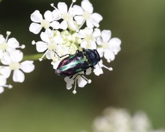 Bilyaxia concinna