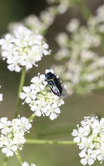 Bilyaxia concinna