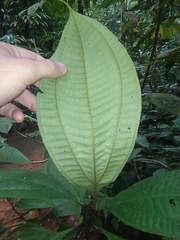 Miconia oldemanii