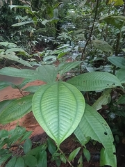 Miconia oldemanii