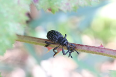 Aegorhinus superciliosus