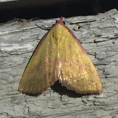 Phytometra rhodarialis