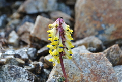Corydalis hamata