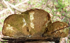 Daedaleopsis confragosa