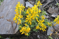 Corydalis prattii