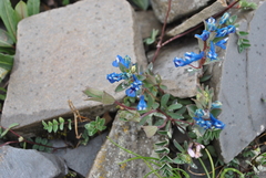 Corydalis pachycentra