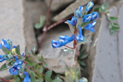 Corydalis pachycentra