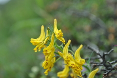 Corydalis prattii