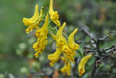 Corydalis prattii
