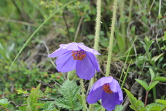 Meconopsis henrici