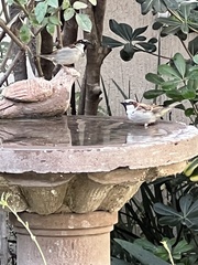 Passer domesticus