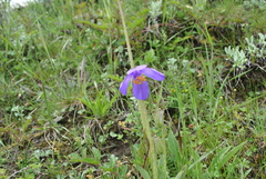Meconopsis henrici