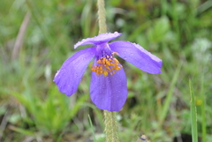 Meconopsis henrici