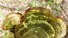 Daedaleopsis confragosa