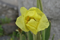 Meconopsis integrifolia