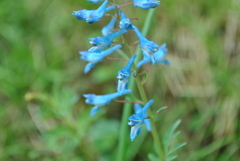 Corydalis elata
