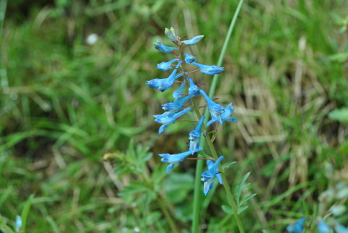Corydalis elata