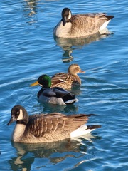 Branta canadensis
