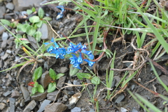 Corydalis pachycentra